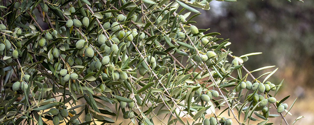 Image de la vente Huile et riz