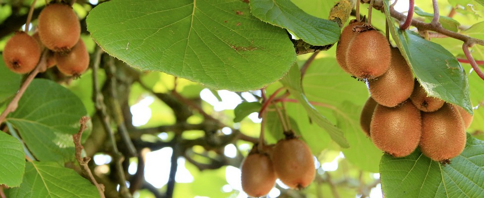 Image de la vente Kiwis