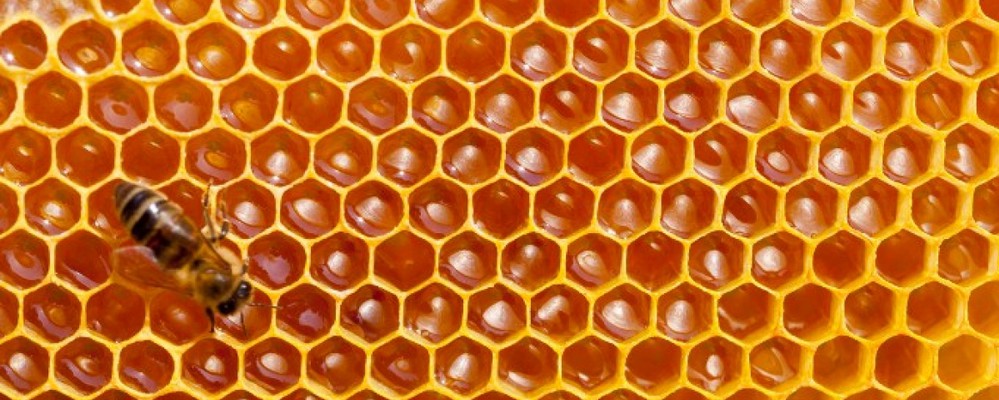 Image de la vente Miel (mars)