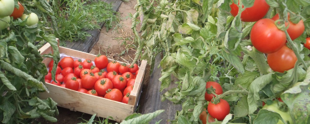 Image de la vente Tomates